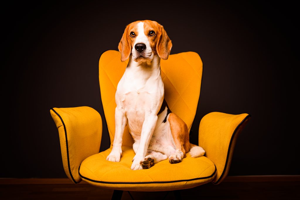 a cute beagle dog sitting on a yellow chair