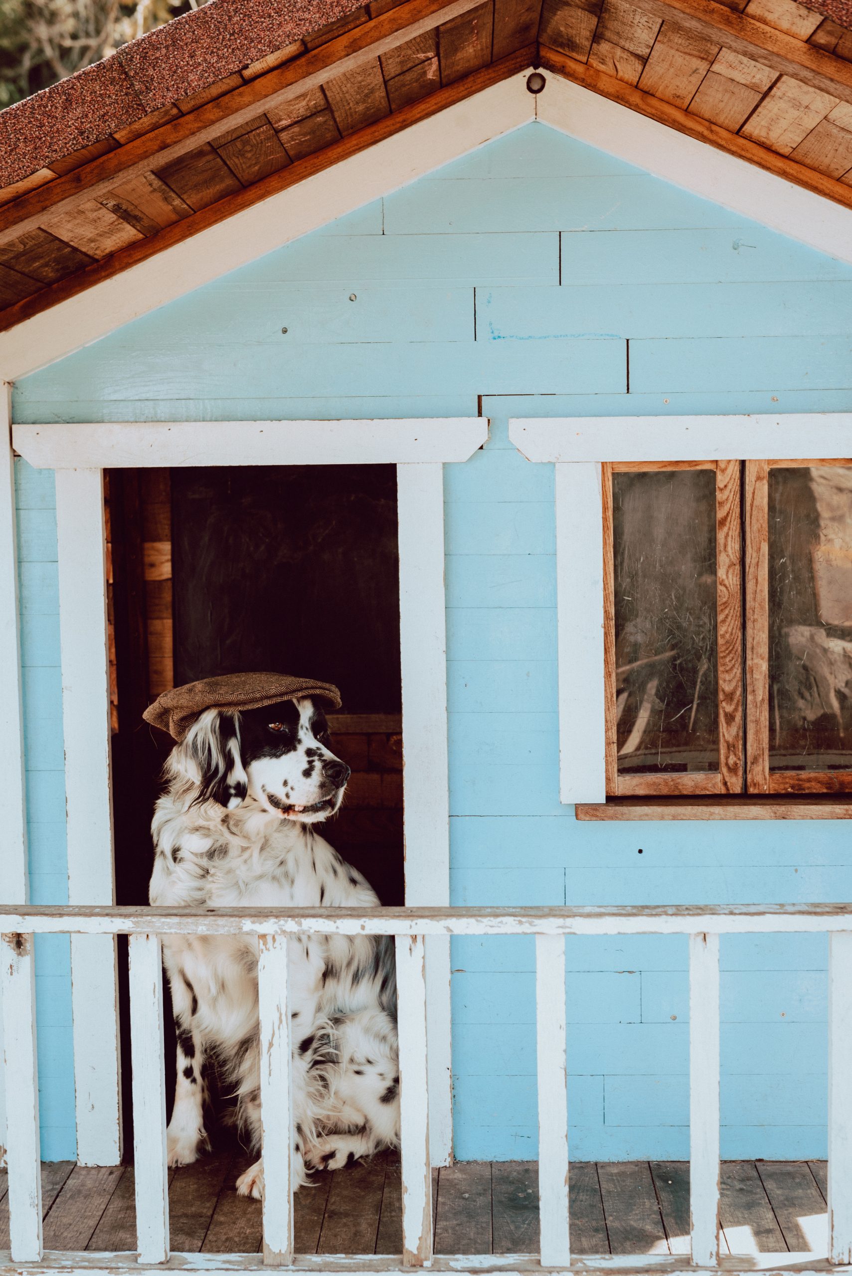 a black and white dog with a hat in a little blue house