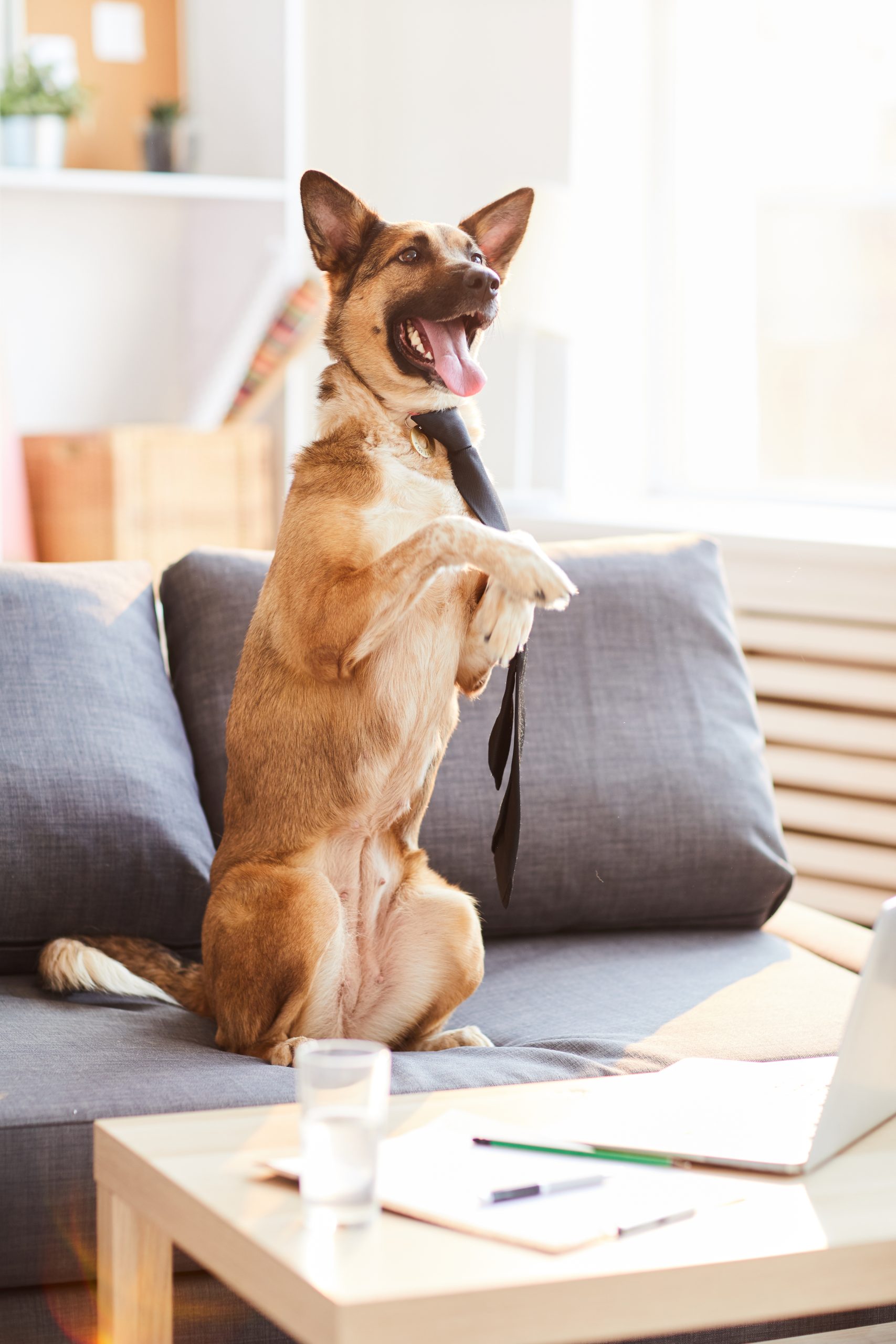 a happy dog sitting on a couch