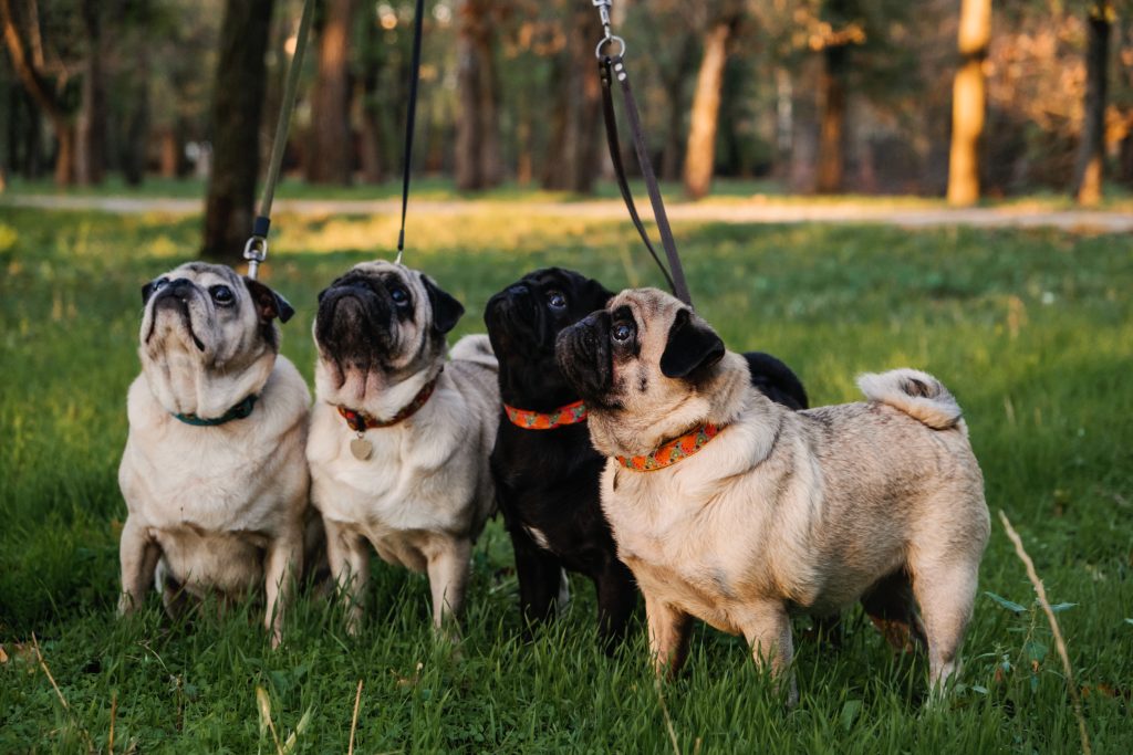 dog walker - a pack of pugs leashed and ready for their walk