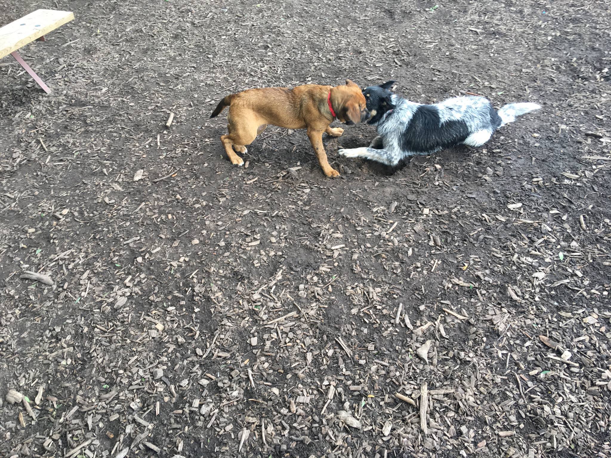 two puppies playing together outdoors