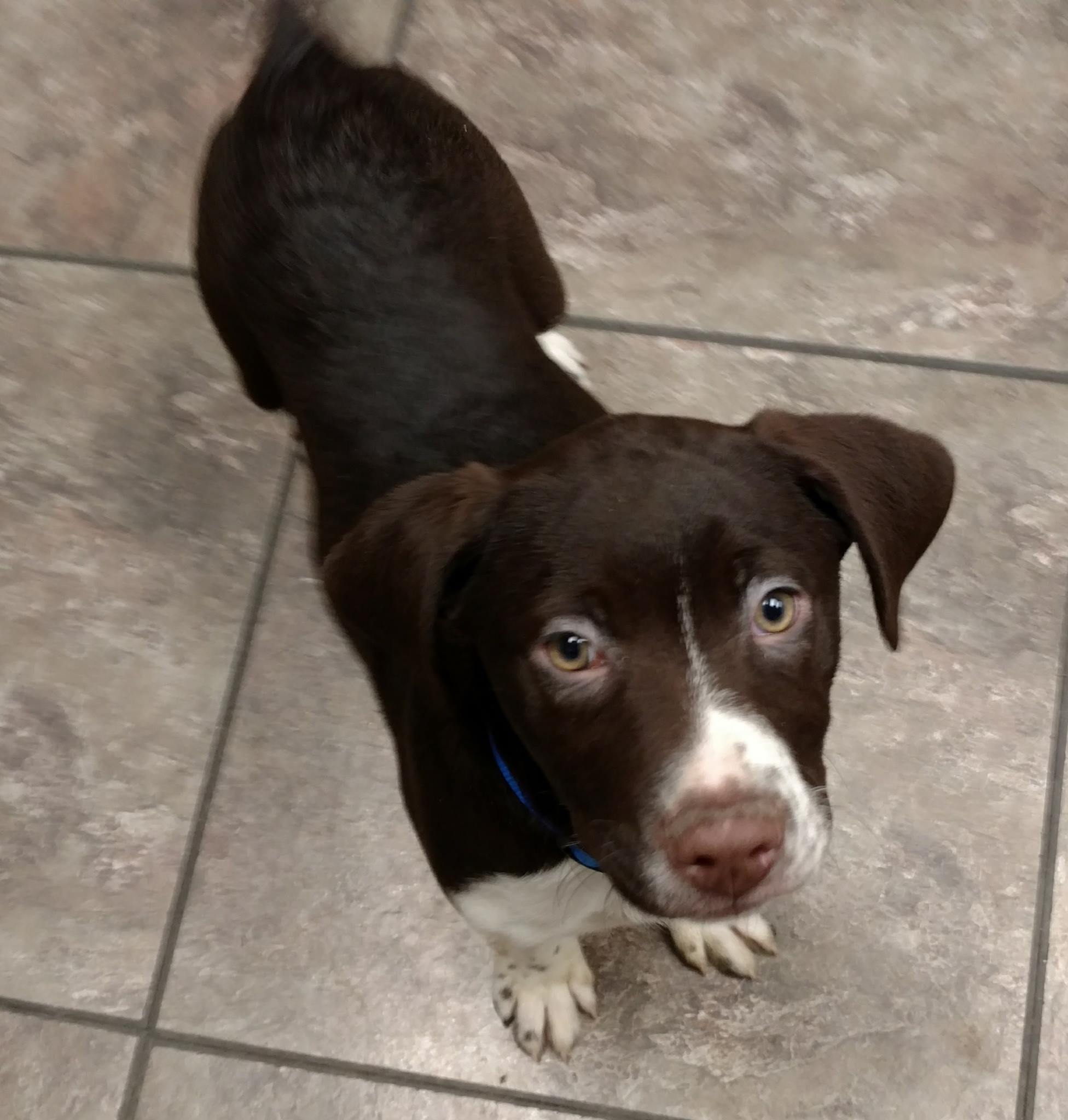 a cute brown puppy looking up