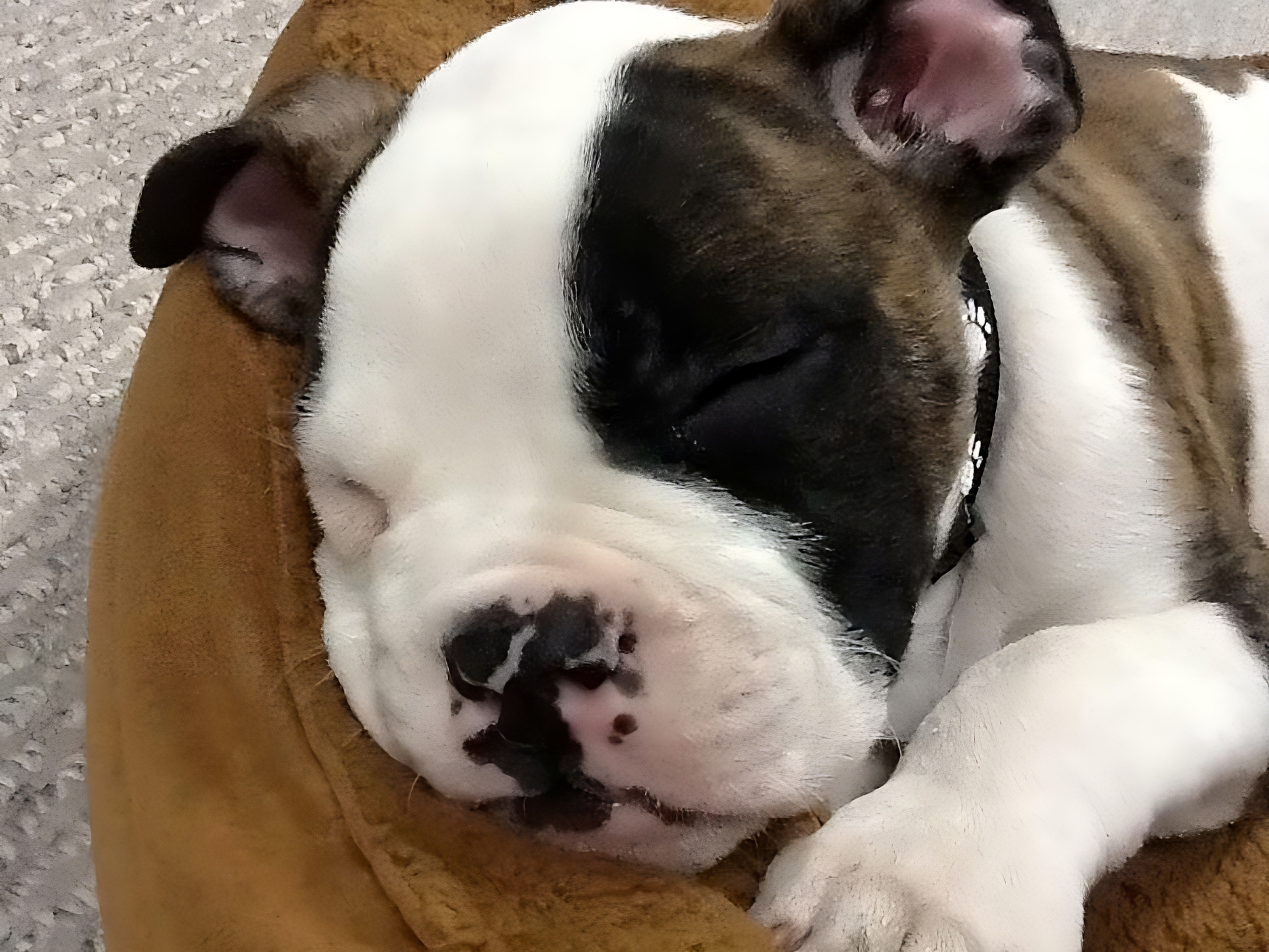 a puppy sleeping on a pillow