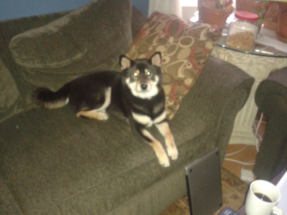 a husky sitting on a couch