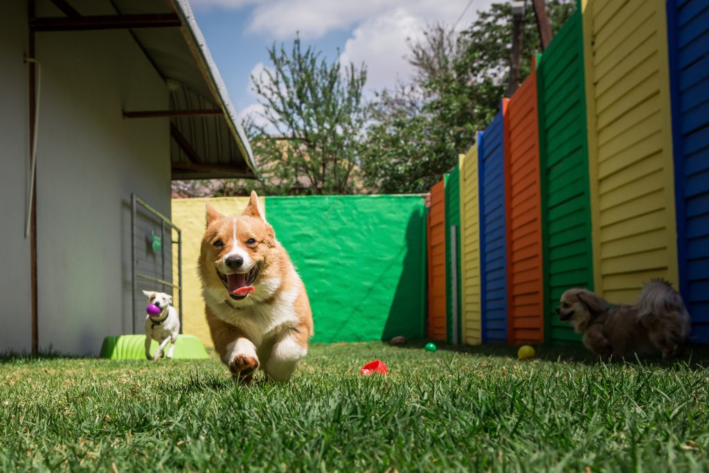 a cute corgi dog running