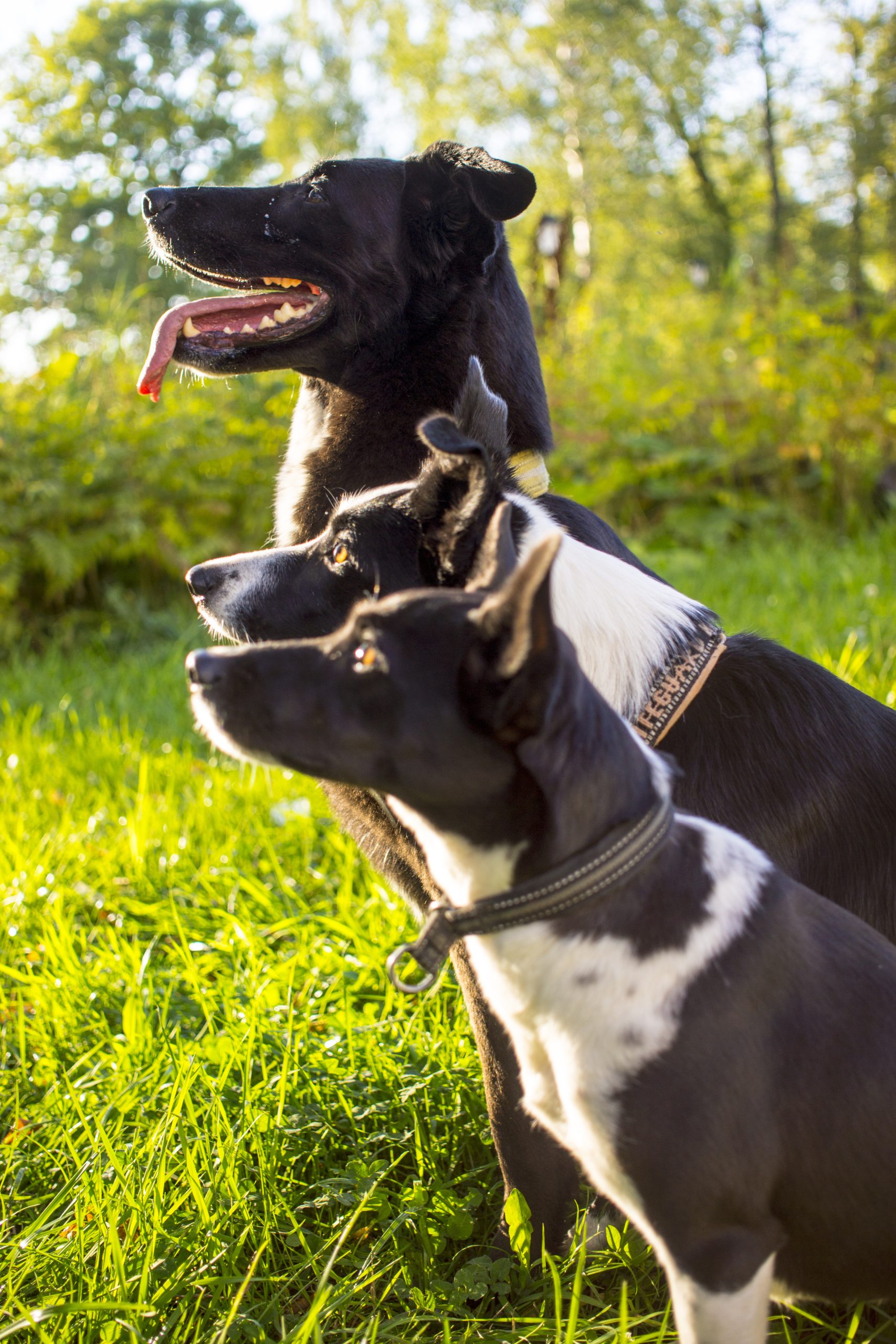 three dogs sitting side by side