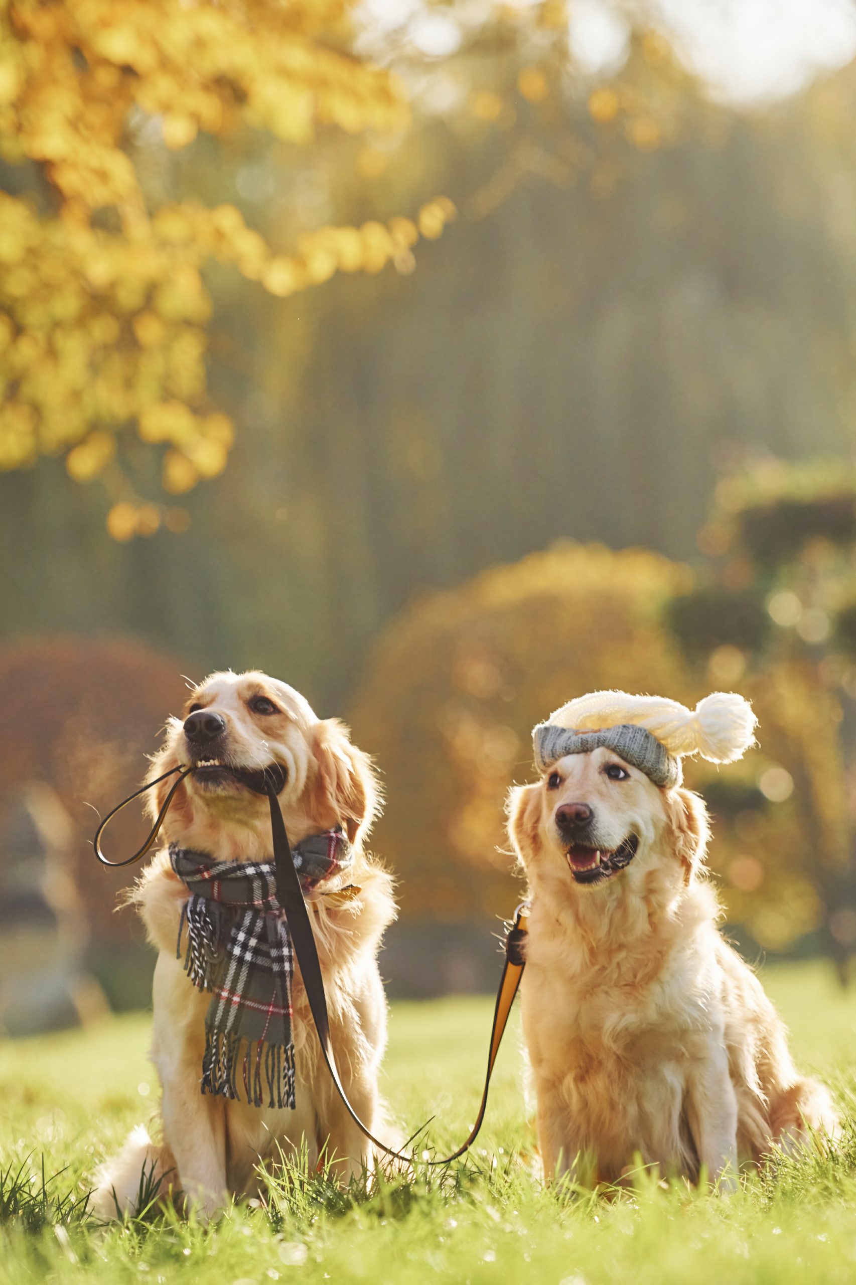 two Golden Retriever dogs walk in the park together