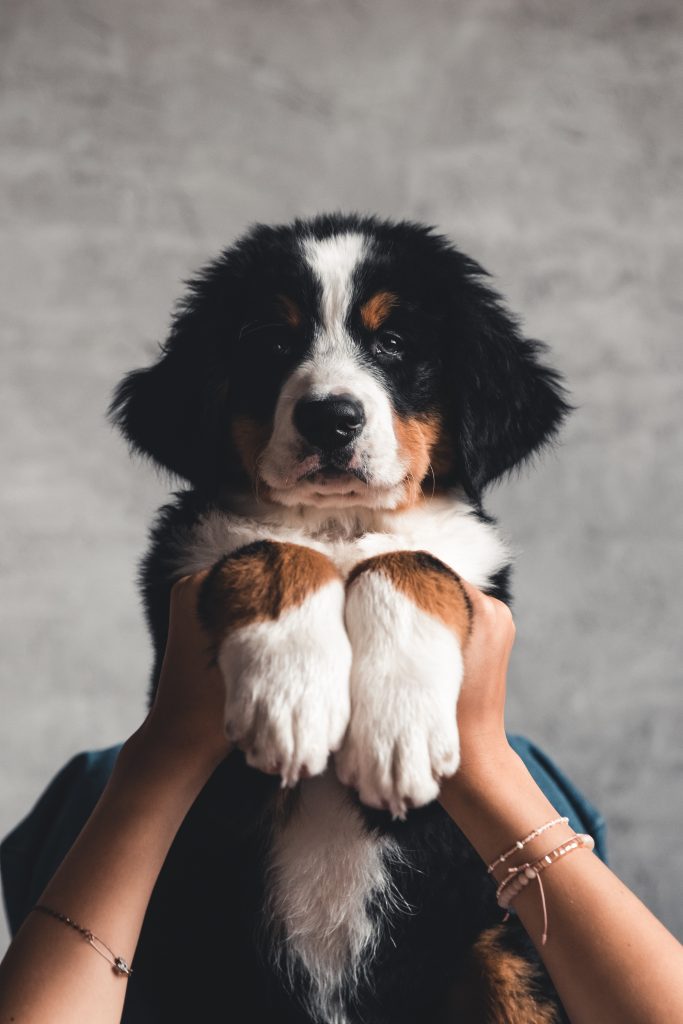 a cute little bernese puppy