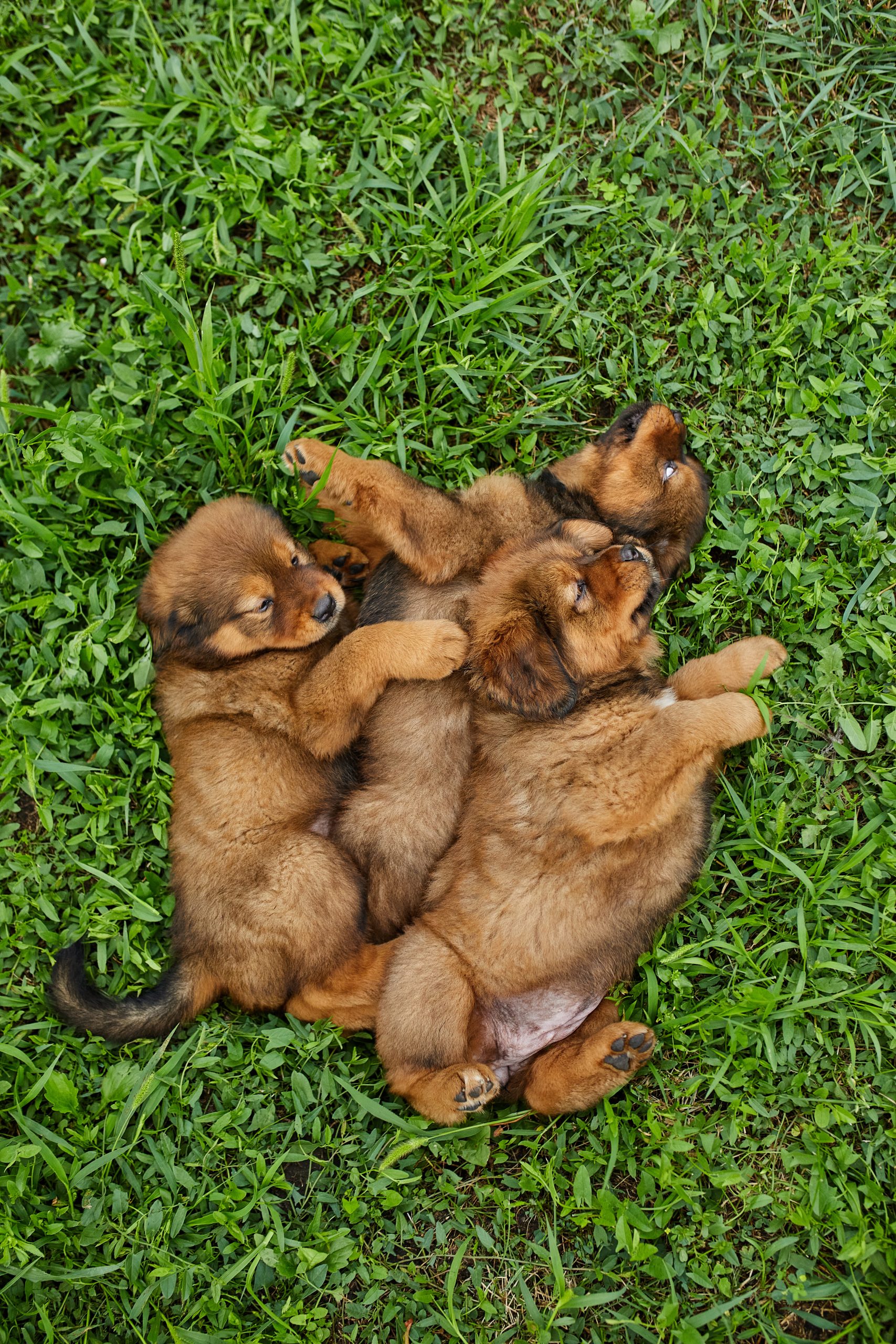 cute puppies lying on the grass