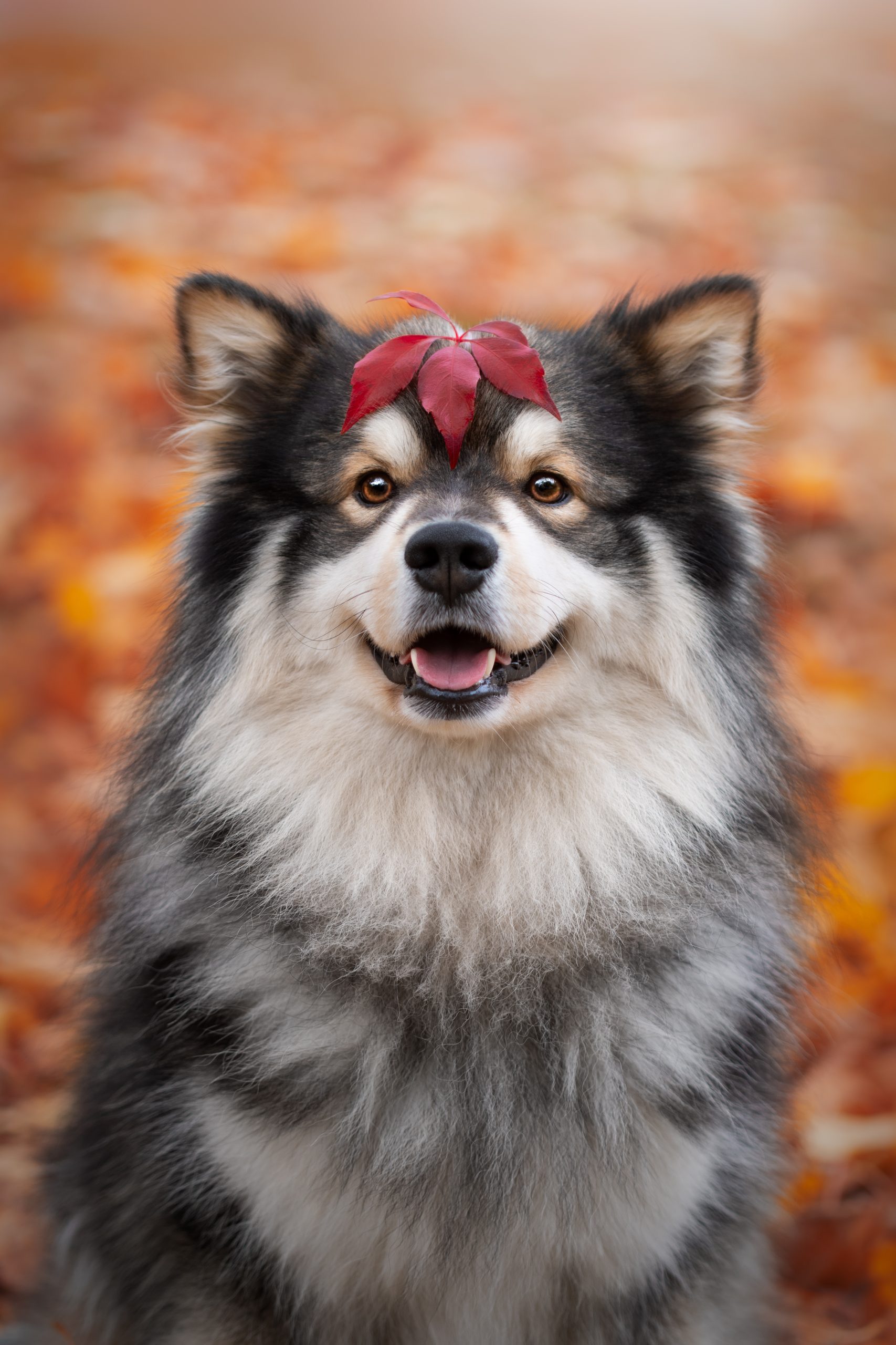 a smiling dog with a leaf on its head