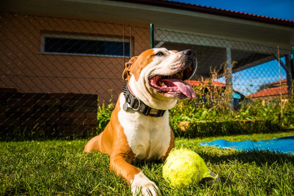 a Staffordshire Amstaff dog playing in the yard