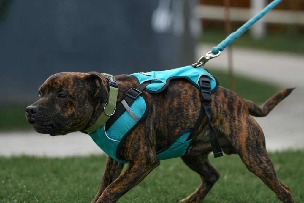 a dog with a blue leash